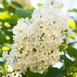 Ivory Silk Japanese Lilac Tree 9 Ivory Silk Japanese Lilac Tree -Plant Sale Shop Ivory Silk Lilac 4