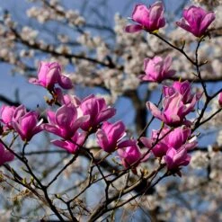 Jane Magnolia -Plant Sale Shop Jane Magnolia 4 FGT