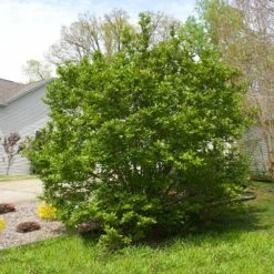 Jane Magnolia -Plant Sale Shop Janr Magnolia 5 FGT