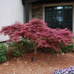 Red Dragon Japanese Maple Tree -Plant Sale Shop Japanese Maple Red Dragon 2 FGT