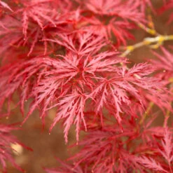 Red Dragon Japanese Maple Tree -Plant Sale Shop Japanese Maple Red Dragon 5
