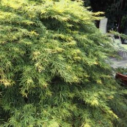 Waterfall Japanese Maple -Plant Sale Shop Japanese Maple Waterfalls 1