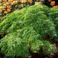 Waterfall Japanese Maple -Plant Sale Shop Japanese Maple Waterfalls 2