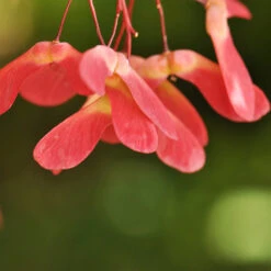 Red Select Japanese Maple Tree 13 Red Select Japanese Maple Tree -Plant Sale Shop Japanese Red Select 4