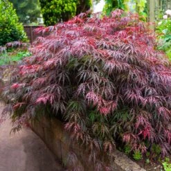 Red Select Japanese Maple Tree 10 Red Select Japanese Maple Tree -Plant Sale Shop Japanese Red Select 5