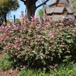 Jazz Hands® Variegated Loropetalum -Plant Sale Shop Jazz Hands loropetalum 1 FGT