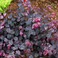 Jazz Hands® Variegated Loropetalum -Plant Sale Shop Jazz Hands loropetalum 4 FGT