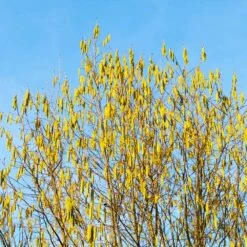 Jefferson Filbert Hazelnut Tree 13 Jefferson Filbert Hazelnut Tree -Plant Sale Shop Jefferson Filbert Hazelnut 4