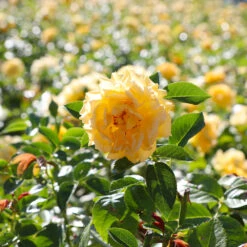 Julia Child Rose 11 Julia Child Rose -Plant Sale Shop Julia Child Rose 4