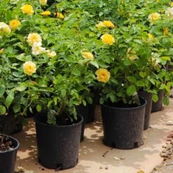 Julia Child Rose 13 Julia Child Rose -Plant Sale Shop Julia Child Rose 7