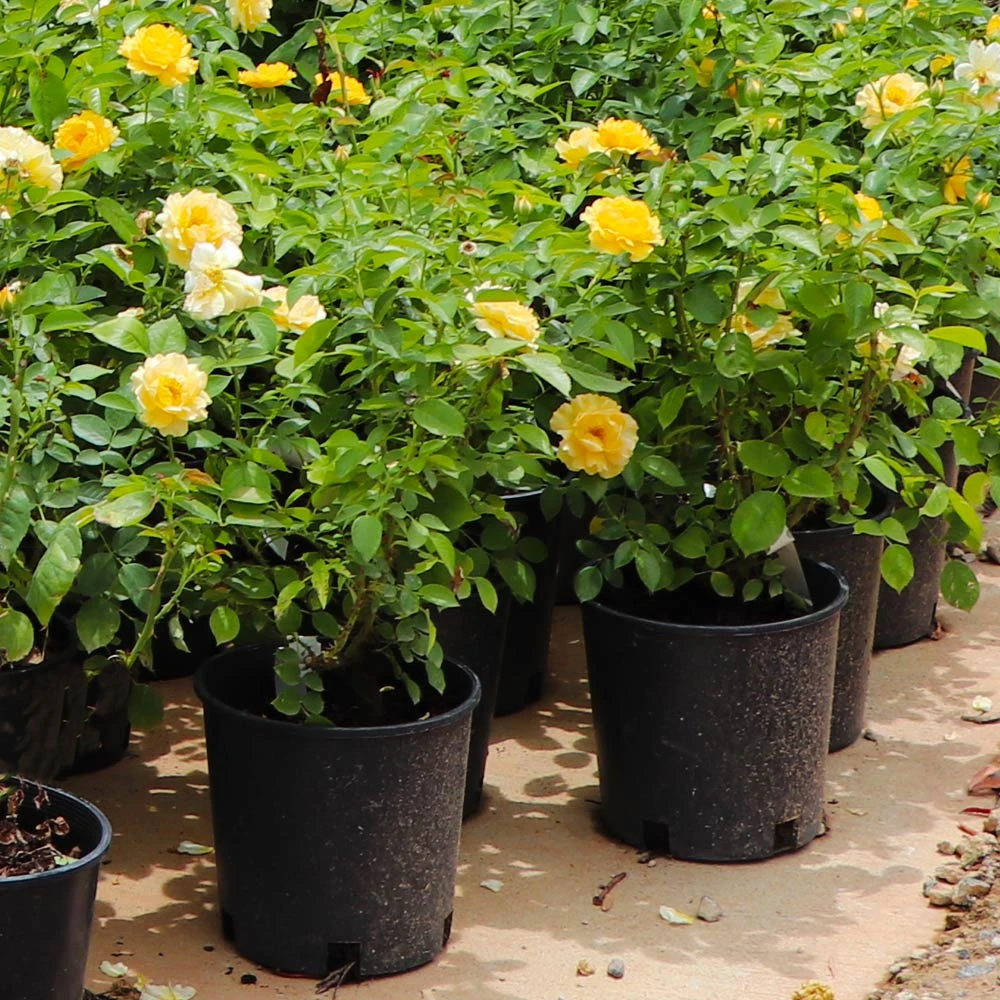 Julia Child Rose 8 Julia Child Rose - Image 6