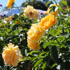 Julia Child Rose Tree 10 Julia Child Rose Tree -Plant Sale Shop Julia Child Rose Tree 8