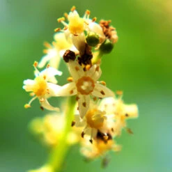 June Plum Tree -Plant Sale Shop June Plum 6