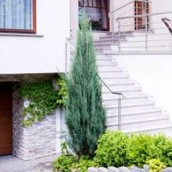 Skyrocket Junipers 10 Skyrocket Junipers -Plant Sale Shop Juniper Skyrocket 6 FGT