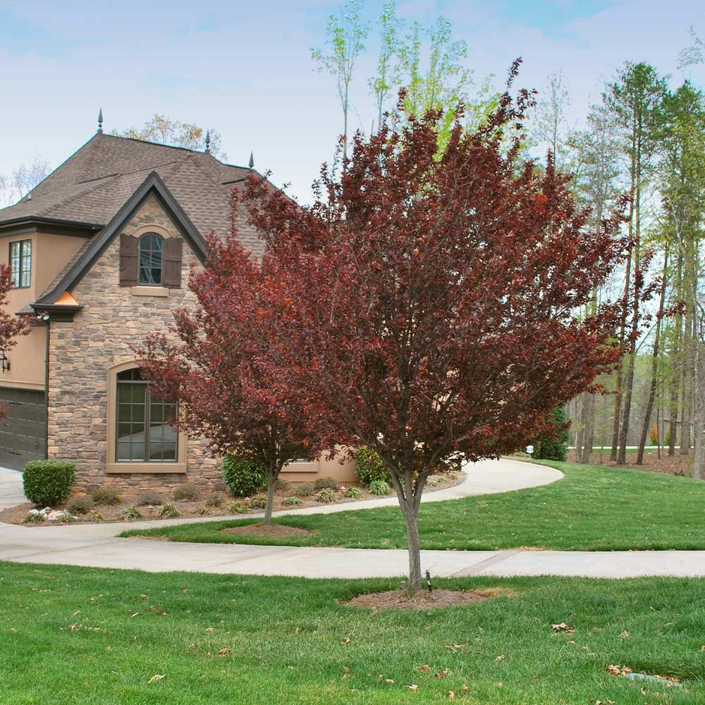 KV' Flowering Plum Tree 6 KV' Flowering Plum Tree - Image 4