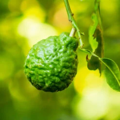 New Release -Plant Sale Shop Kaffir Lime 4 FGT