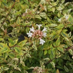 Kaleidoscope Abelia Shrub 8 Kaleidoscope Abelia Shrub -Plant Sale Shop Kaleidoscope Abelia 2 FGT