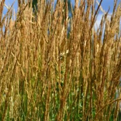 Karl Foerster Grass 8 Karl Foerster Grass -Plant Sale Shop Karl Foerster Grass 2