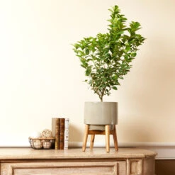 Meyer Lemon + Key Lime Bush Pack 12 Meyer Lemon + Key Lime Bush Pack -Plant Sale Shop Key Lime Bush 4 e63a67f8 53df 467e af90 ae9e06436ddf