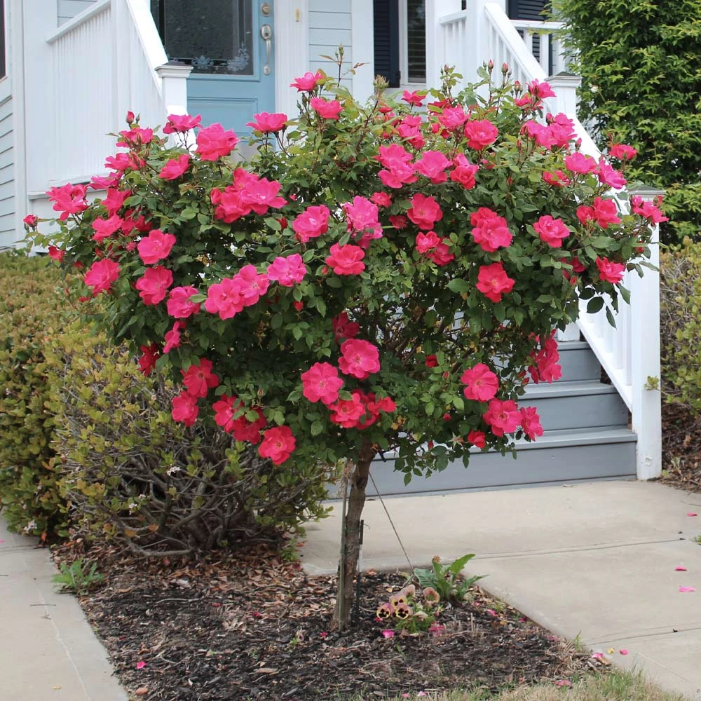 Knock Out® Rose Tree 6 Knock Out® Rose Tree - Image 4