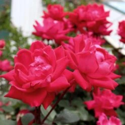 Knock Out® Rose Tree 12 Knock Out® Rose Tree -Plant Sale Shop Knockout Rose Tree Red 4 FGT