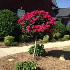 Knock Out® Rose Tree 13 Knock Out® Rose Tree -Plant Sale Shop Knockout Rose Tree Red FGT