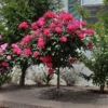 Knock Out® Rose Tree 1 Knock Out® Rose Tree -Plant Sale Shop Knockout Rose Tree Red FGT 600x600 5719ae0c cb19 49f9 a38a 85fd12c97728