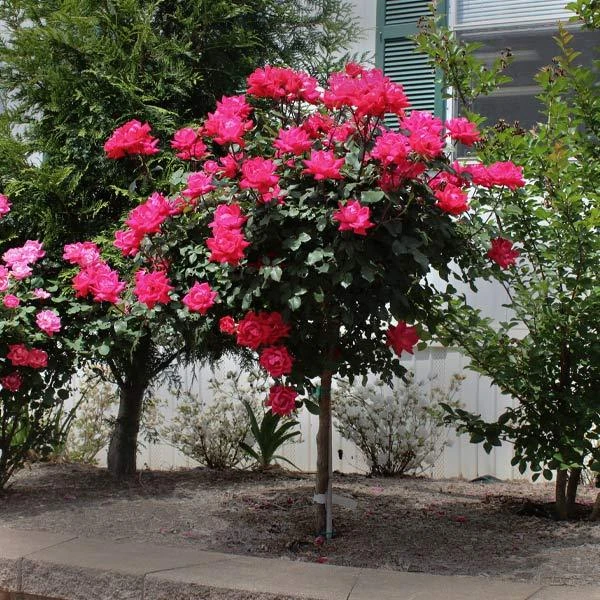 Knock Out® Rose Tree 3 Knock Out® Rose Tree