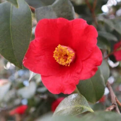 Korean Fire Camellia Shrub -Plant Sale Shop Korean Fire Camellia 3