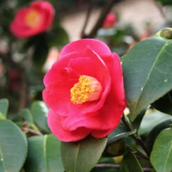 Korean Fire Camellia Shrub -Plant Sale Shop Korean Fire Camellia 5 FGT