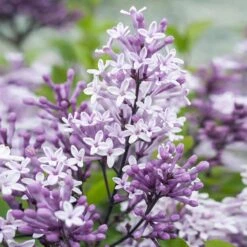 Dwarf Korean Lilac Tree 10 Dwarf Korean Lilac Tree -Plant Sale Shop Korean Lilac Tree 2 BB