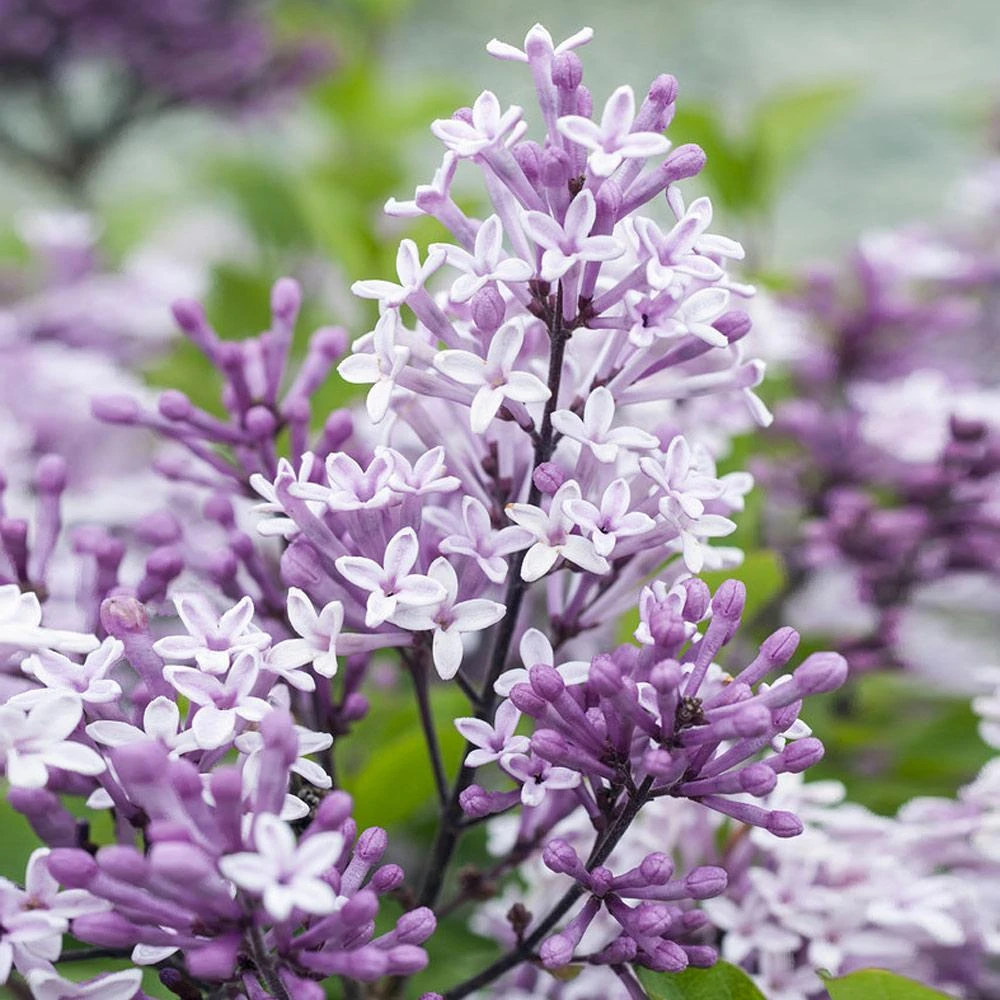 Dwarf Korean Lilac Tree 5 Dwarf Korean Lilac Tree - Image 3