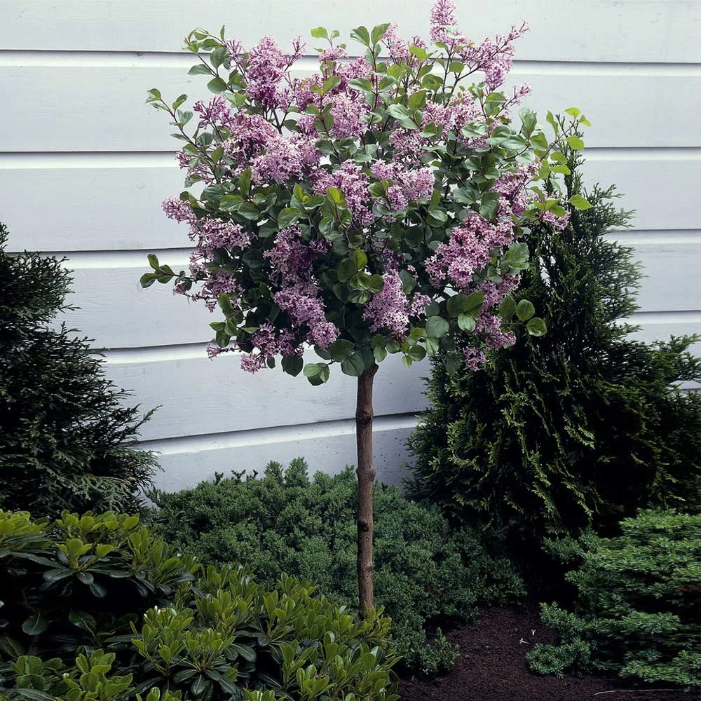 Dwarf Korean Lilac Tree 4 Dwarf Korean Lilac Tree - Image 2