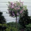 Dwarf Korean Lilac Tree 1 Dwarf Korean Lilac Tree -Plant Sale Shop Korean Lilac Tree 3 BB 600x600 22baf837 6d5e 480e 8be0 394b92f5c239