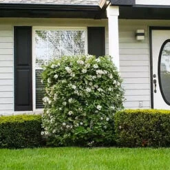 Korean Spice Viburnum Shrub 8 Korean Spice Viburnum Shrub -Plant Sale Shop Korean Spice Viburnum 1