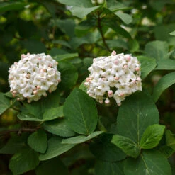 Korean Spice Viburnum Shrub 9 Korean Spice Viburnum Shrub -Plant Sale Shop Korean Spice Viburnum 3
