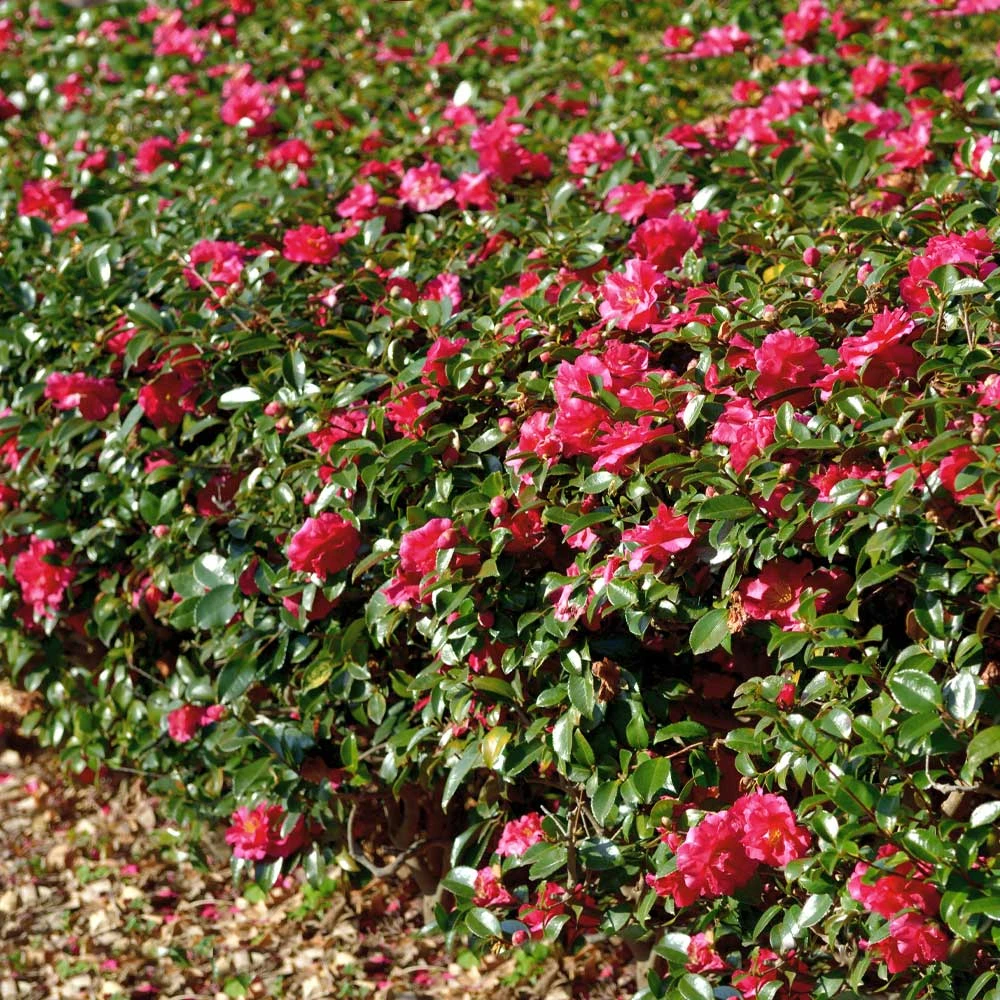 Kramers Camellia Shrub 6 Kramers Camellia Shrub - Image 4