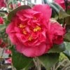 Kramers Camellia Shrub 2 Kramers Camellia Shrub -Plant Sale Shop Kramers Camellia FGT 600x600 b6ff6f90 18d4 4af6 8a42 ce6318e1b77d