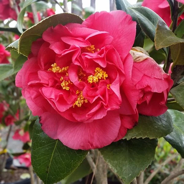 Kramers Camellia Shrub 3 Kramers Camellia Shrub