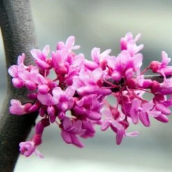 Lavender Twist® Weeping Redbud Tree -Plant Sale Shop LAVENDER TWIST THUMB 6e0b03e6 c145 40fa 9261 d759a9ab9546