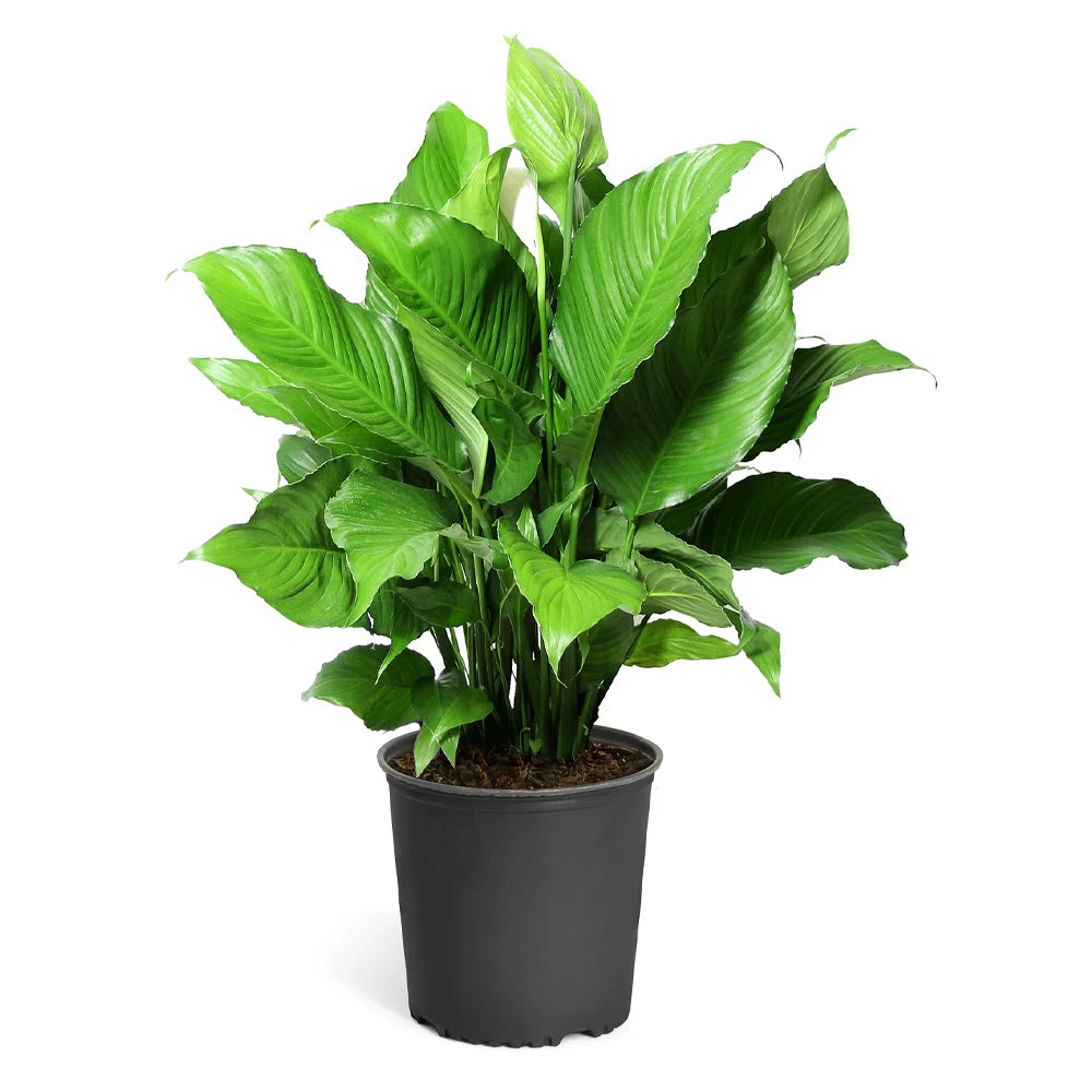 Peace Lily Plant 9 Peace Lily Plant - Image 7