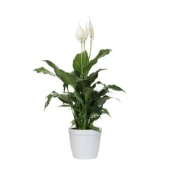 Peace Lily Plant 19 Peace Lily Plant -Plant Sale Shop LIL PEA1 delilah white