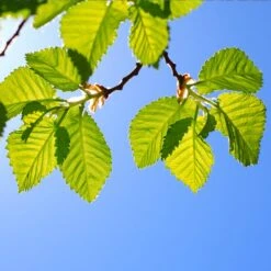 Lacebark Chinese Elm Tree 13 Lacebark Chinese Elm Tree -Plant Sale Shop Lacebark Chinese Elm 1 FGT