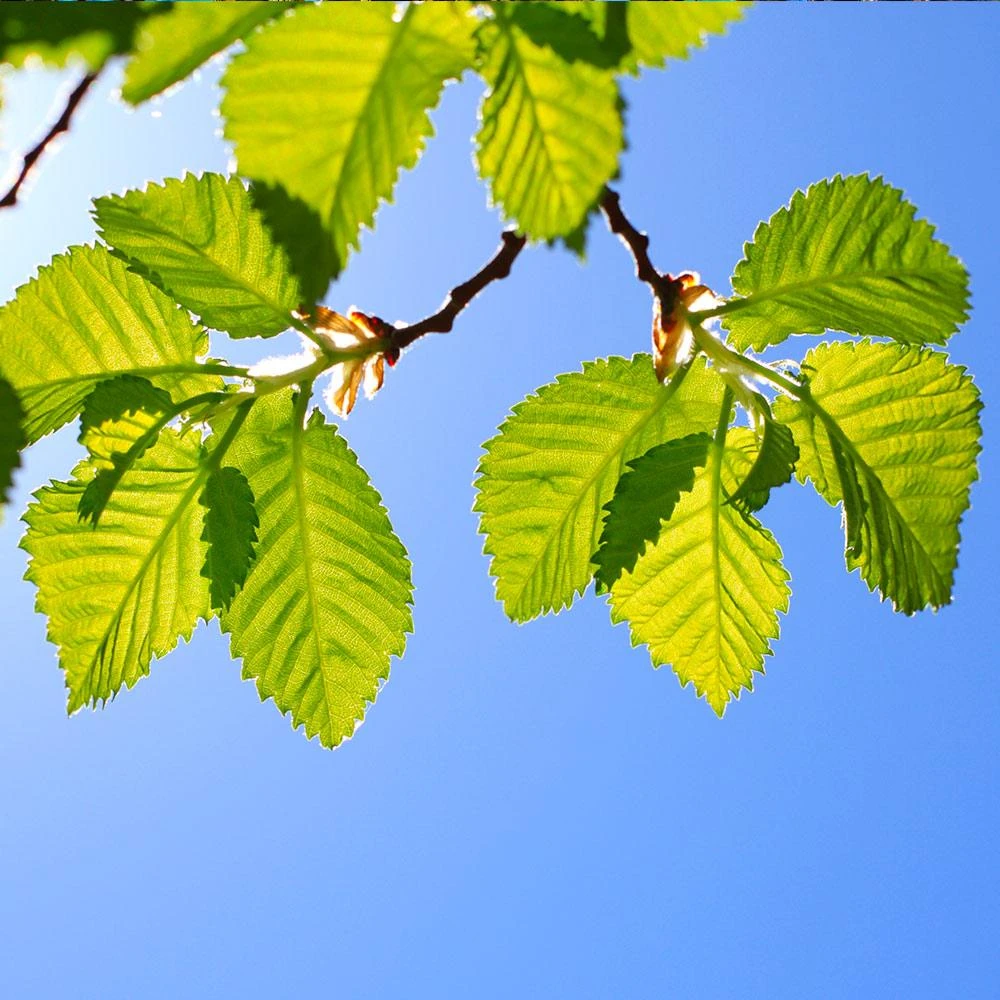 Lacebark Chinese Elm Tree 7 Lacebark Chinese Elm Tree - Image 5