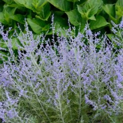 Lacey Blue Russian Sage 7 Lacey Blue Russian Sage -Plant Sale Shop Lacey Blue Russian Sage 1