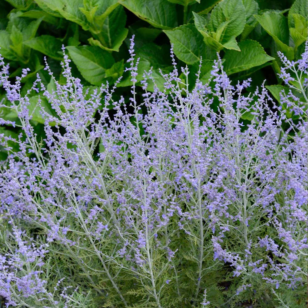 Lacey Blue Russian Sage 5 Lacey Blue Russian Sage - Image 3
