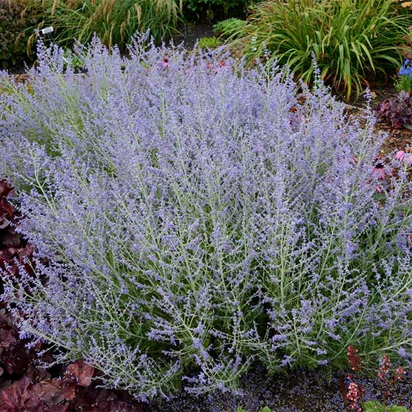 Lacey Blue Russian Sage 3 Lacey Blue Russian Sage