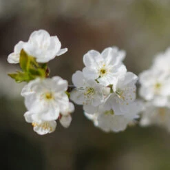 Cherry Pollinator Pack -Plant Sale Shop Lapins Cherry Tree 4be6809a e834 4880 9e9a 9ebb1555a7d2