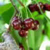 Cherry Pollinator Pack 2 Cherry Pollinator Pack -Plant Sale Shop Lapins Cherry Tree BB 600x600 14d644b0 a96f 42f7 881b d9835ccbefab