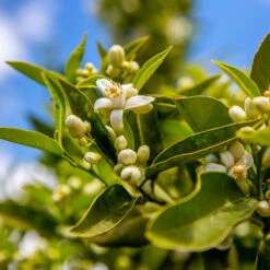 Lane Late Navel Orange -Plant Sale Shop Late Lane Orange 1